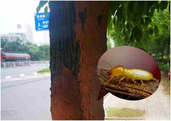 白蚁防治